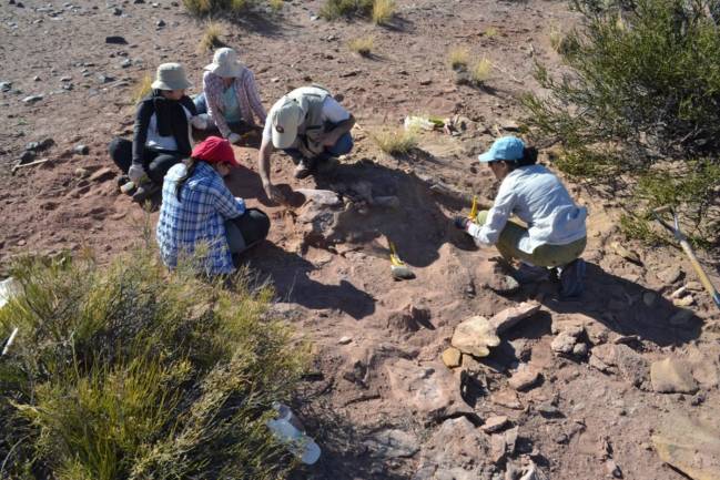 Los dinosaurios saurópodos habrían sufrido fracturas por estar demasiado tiempo en posición vertical