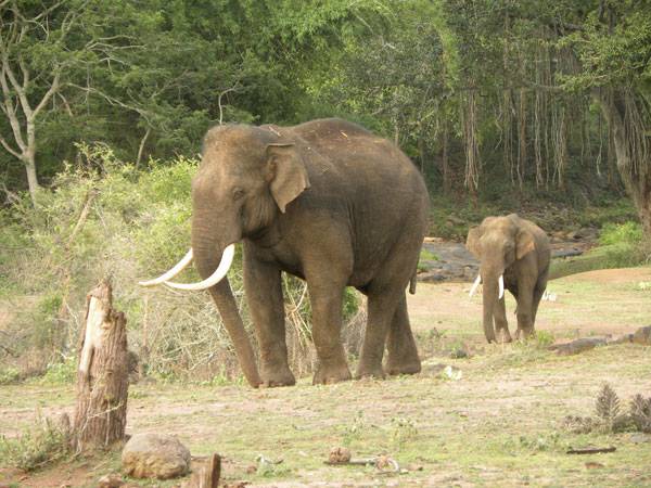 Los elefantes asiáticos podrían perder hasta un 42% de hábitats en India y Nepal 