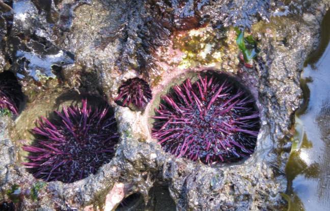 Los erizos de mar son los escultores de las rocas donde viven