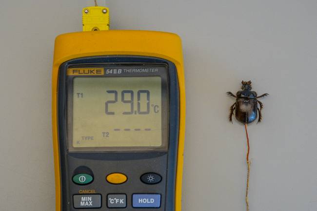 Los escarabajos usan el exoesqueleto para regular su temperatura corporal 
