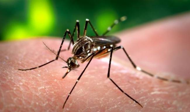 Los expertos alertan de un aumento de casos de dengue en México