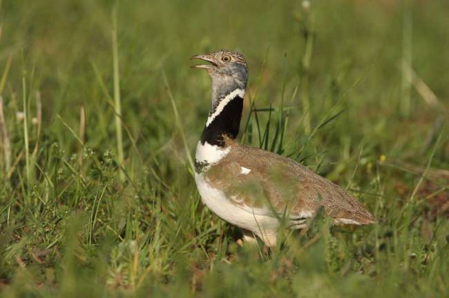 Los fines de semana son estresantes para las aves esteparias