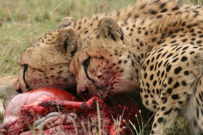Los guepardos usan más la astucia que la velocidad contra hienas y leones  