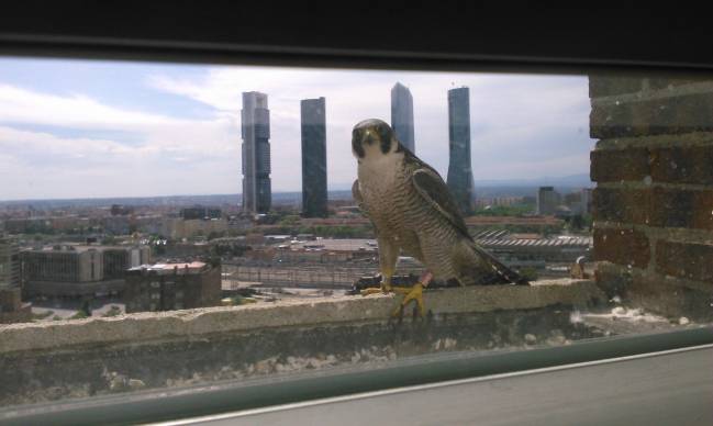 Los halcones se asientan en el centro de Madrid 