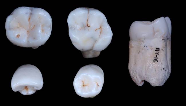 Los homínidos de Atapuerca podrían ser una especie “hermana” de los neandertales