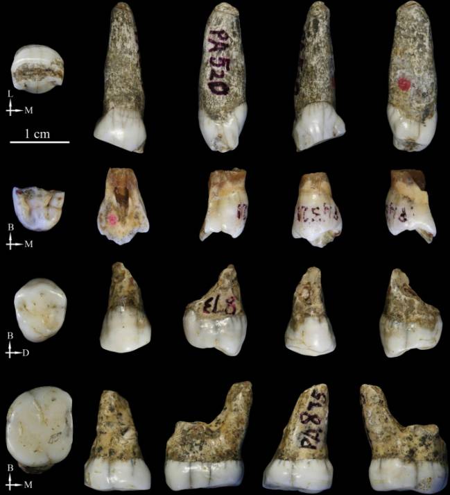 Los homínidos de Tongzi podrían ser un nuevo linaje humano en Asia
