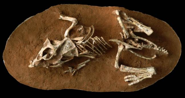 Los huevos de los dinosaurios tardaban hasta seis meses en eclosionar
