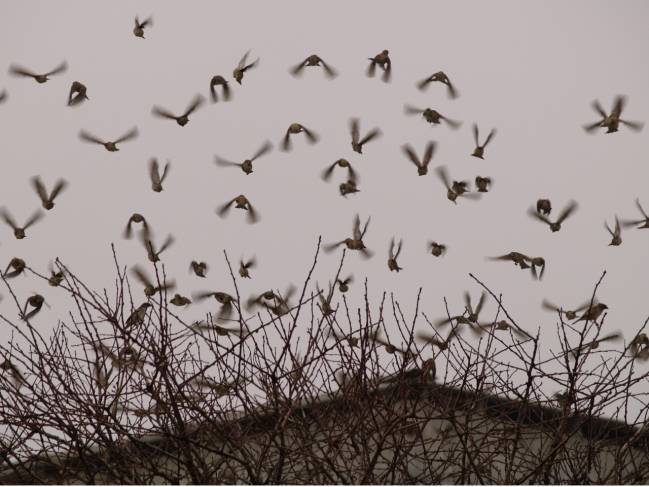 Los indicadores de cambio climático están afectados por los cambios de usos del suelo