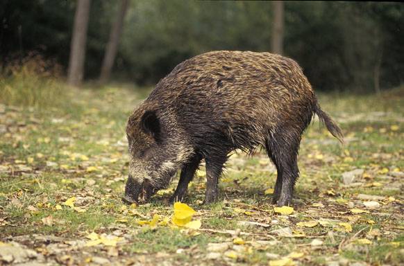 Los jabalíes del valle del Ebro viven menos y se reproducen más rápido por un entorno artificial