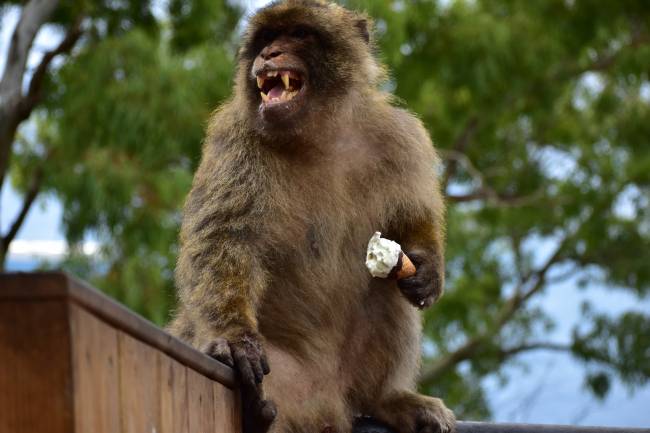 macaco