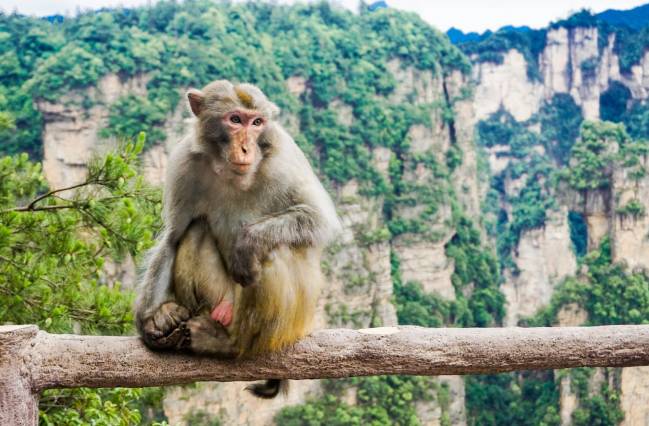 Los macacos son capaces de seguir el ritmo de la música