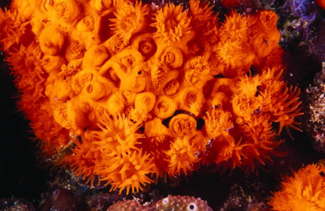 Los marcadores moleculares desvelan la genética del coral naranja
