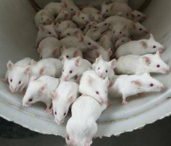 Los modelos animales de Alzheimer dirigen la investigación hacia fármacos preventivos o curativos