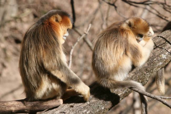 Dos monos en un árbol