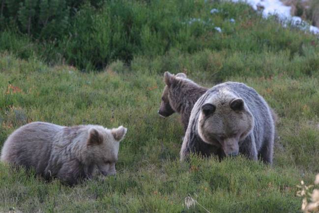 Hembra de oso pardo con dos crías