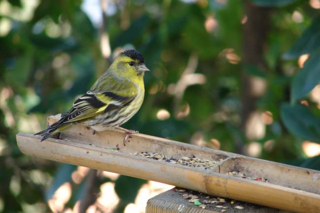 Los pájaros prefieren aparearse entre conocidos 