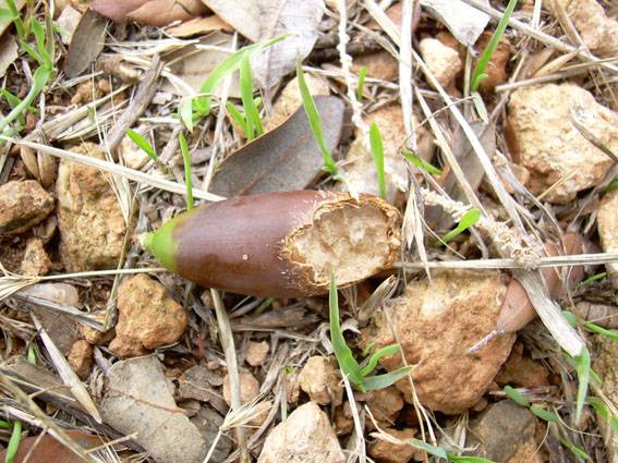 Los pequeños roedores favorecen la formación de matorrales en España