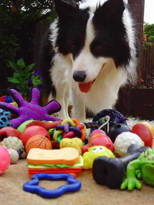 Los perros relacionan nombres con objetos basándose en la textura y el tamaño