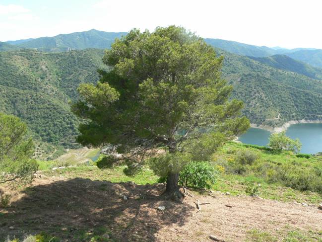 Los pinos de montaña son más vulnerables a los efectos del cambio climático
