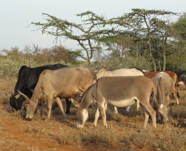 Ganado en Kenia pastando