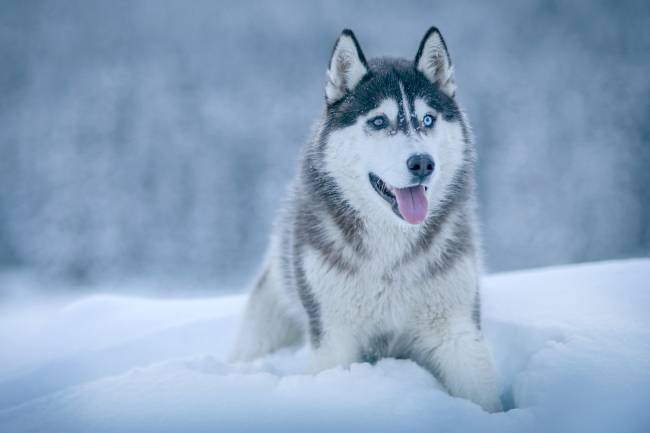 Perro