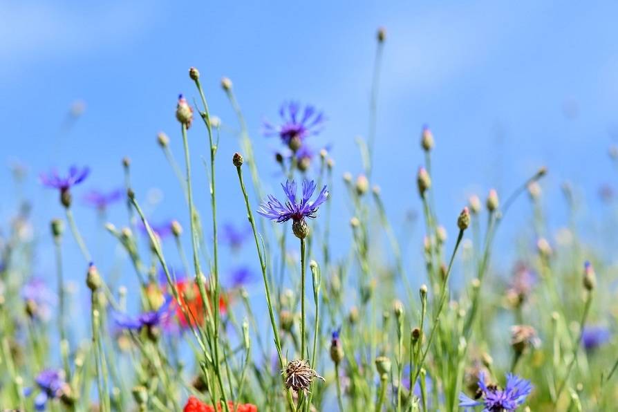Los puntos calientes del planeta sufren más extinciones de especies de plantas