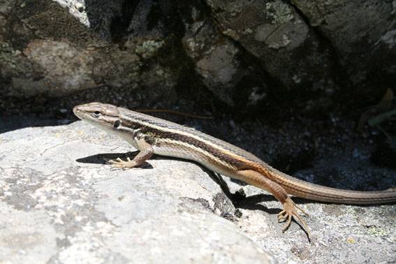 Los reptiles pueden reconocer individualmente a los miembros de su misma especie