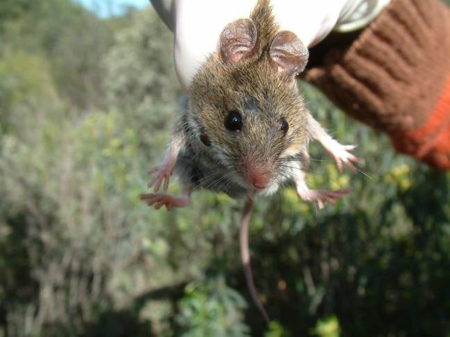 Los roedores aprenden a seleccionar las semillas sanas y contribuyen a una mejor regeneración vegetal