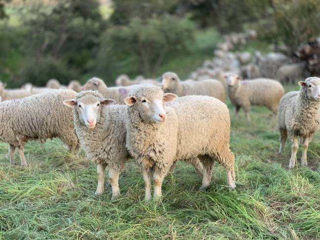 El estudio mostró que los humanos influyeron en la evolución del tamaño de animales domésticos y salvajes. / Unsplash