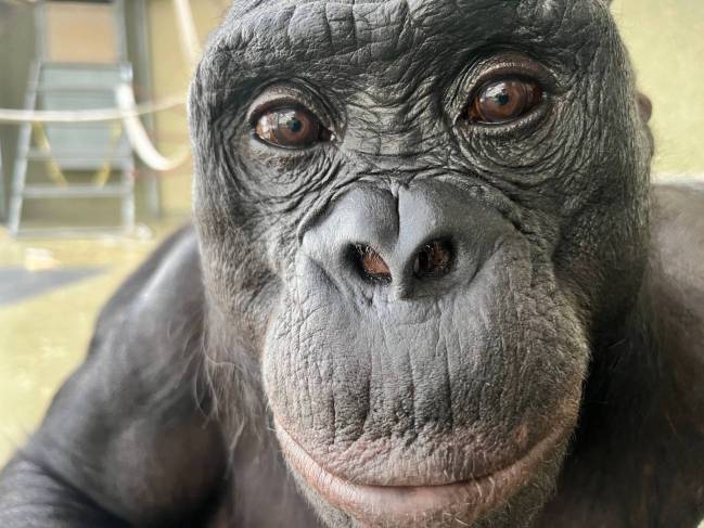 Kanzi, un bonobo de 43 años que vive en 'Ape Initiative'