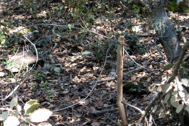 Los sistemas de trampeo para capturar carnívoros amenazan al lince ibérico