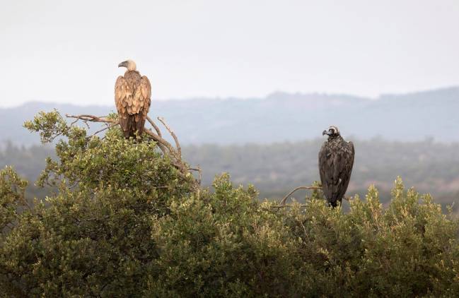 Los telómeros y la naturaleza, protagonistas de CNIO Arte 2023  