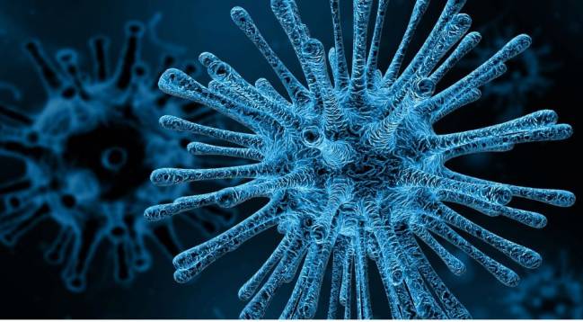 Los virus interactúan socialmente entre ellos para evadir al sistema inmunitario