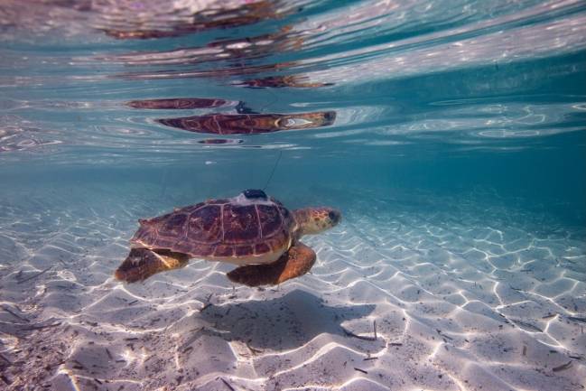 tortura, megafauna, actividad humana, pesca, transporte, cambio climático