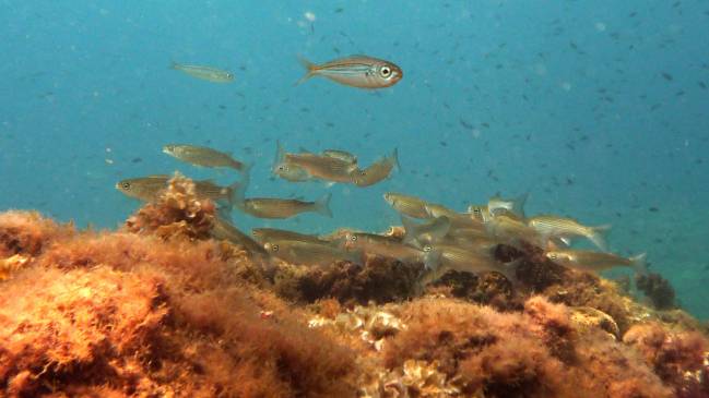 Más peces macho 'feminizados' por la contaminación en la costa vasca