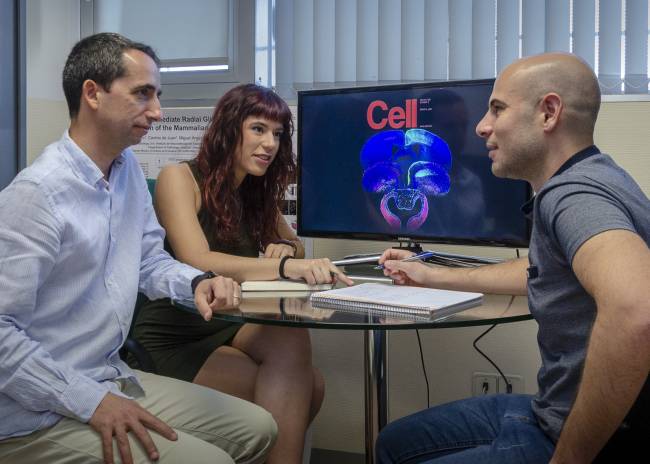 Mecanismos genéticos comunes en la corteza cerebral de reptiles y mamíferos 