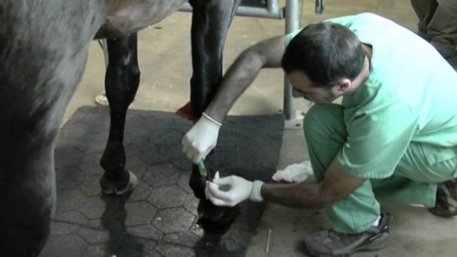 Medicina regenerativa para caballos, perros y gatos