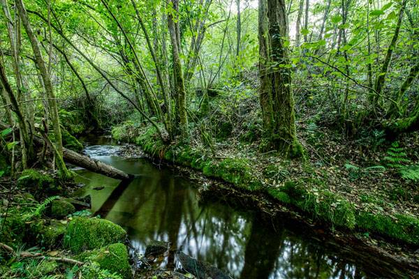 Medidas urgentes para conservar las especies autóctonas de los ríos