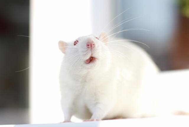 Menos masa corporal en ratas obesas al aumentar una proteína en su hipotálamo
