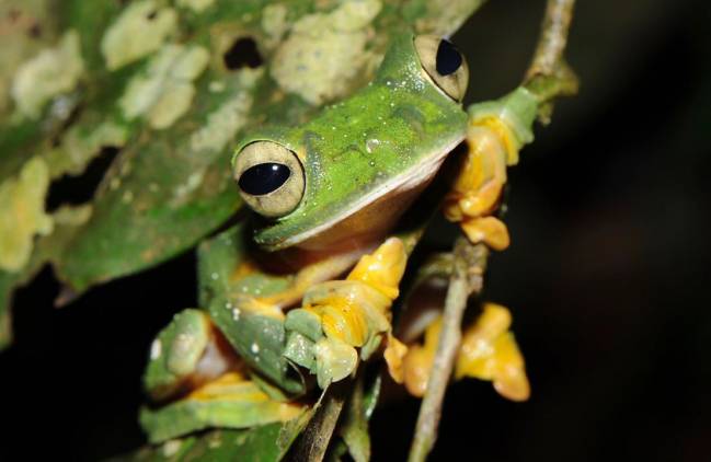 Mil especies más de anfibios podrían estar en peligro de extinción