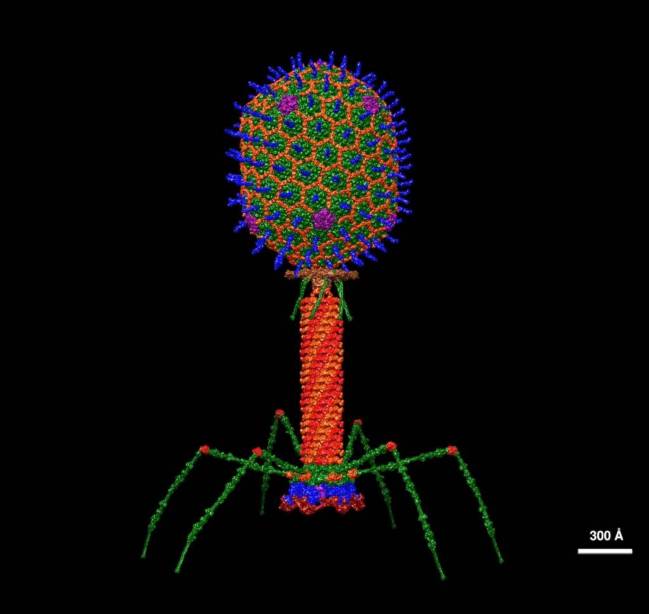 Moléculas inteligentes personalizadas inducen la muerte de bacterias resistentes 