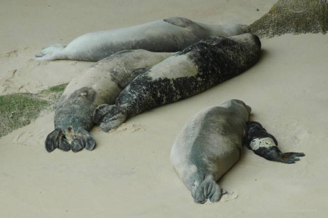 Nace por primera vez una cría de foca monje del Mediterráneo en una playa 