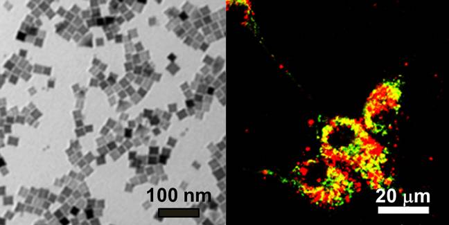 Nanocubos magnéticos para luchar contra el cáncer