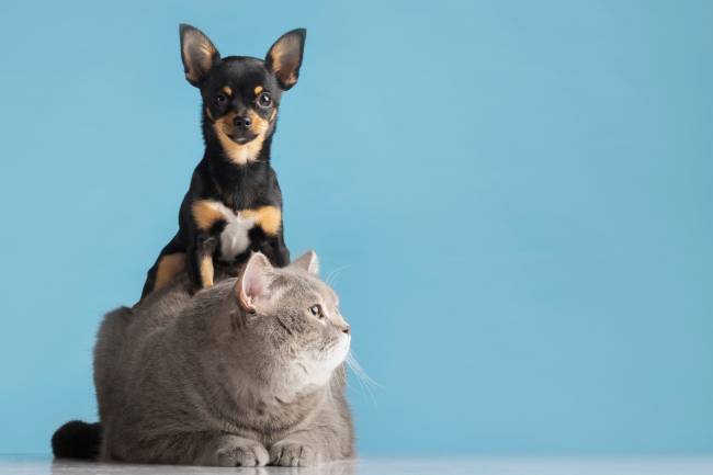 perro y gato