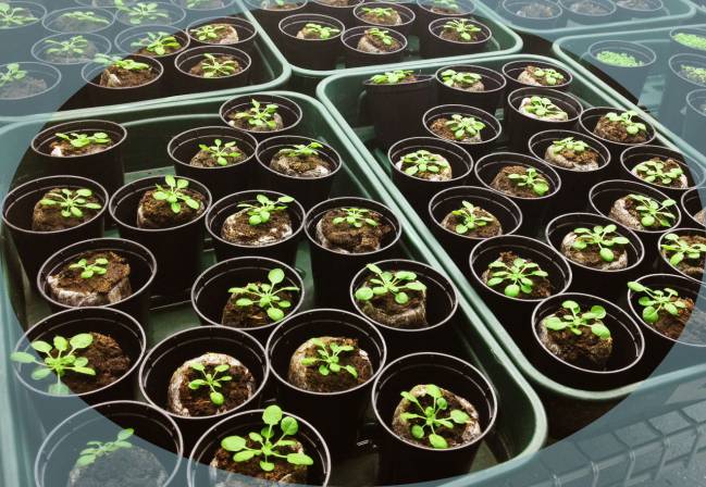 Nueva ‘vacuna’ para plantas sin efectos secundarios