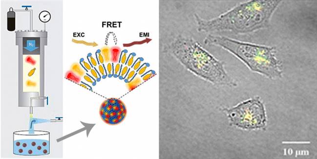 Nuevas nanopartículas fluorescentes para ver el interior celular