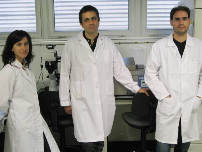 Nuevo avance en el estudio de la regeneración del cartílago articular  