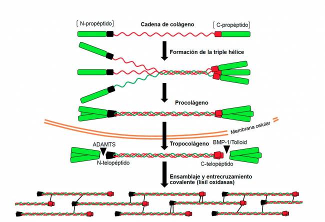 Nuevos hallazgos sobre la evolución molecular del colágeno