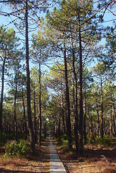 Nuevos métodos para combatir las plagas forestales en los bosques de pinos