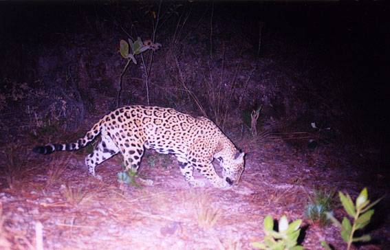 Observan por primera vez en 100 años a un jaguar en el centro de México